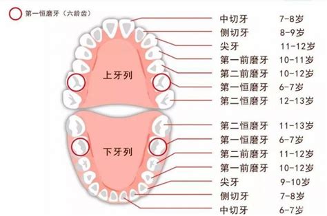 人有多少牙|正常人有多少颗牙齿？